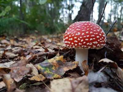 食品輻射處理：從疑慮到信任的科學 journey完整指南