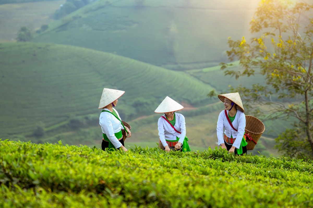 Farmers using probiotic solutions