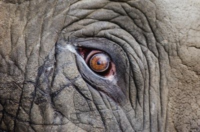 Antibiotici e zootecnia: come si diffondono i superbatteri oggi