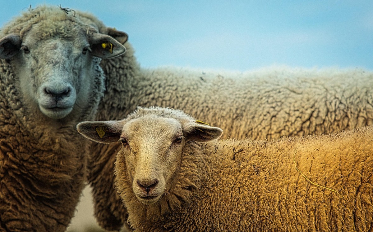 Antibiotic Residue in Livestock Feed