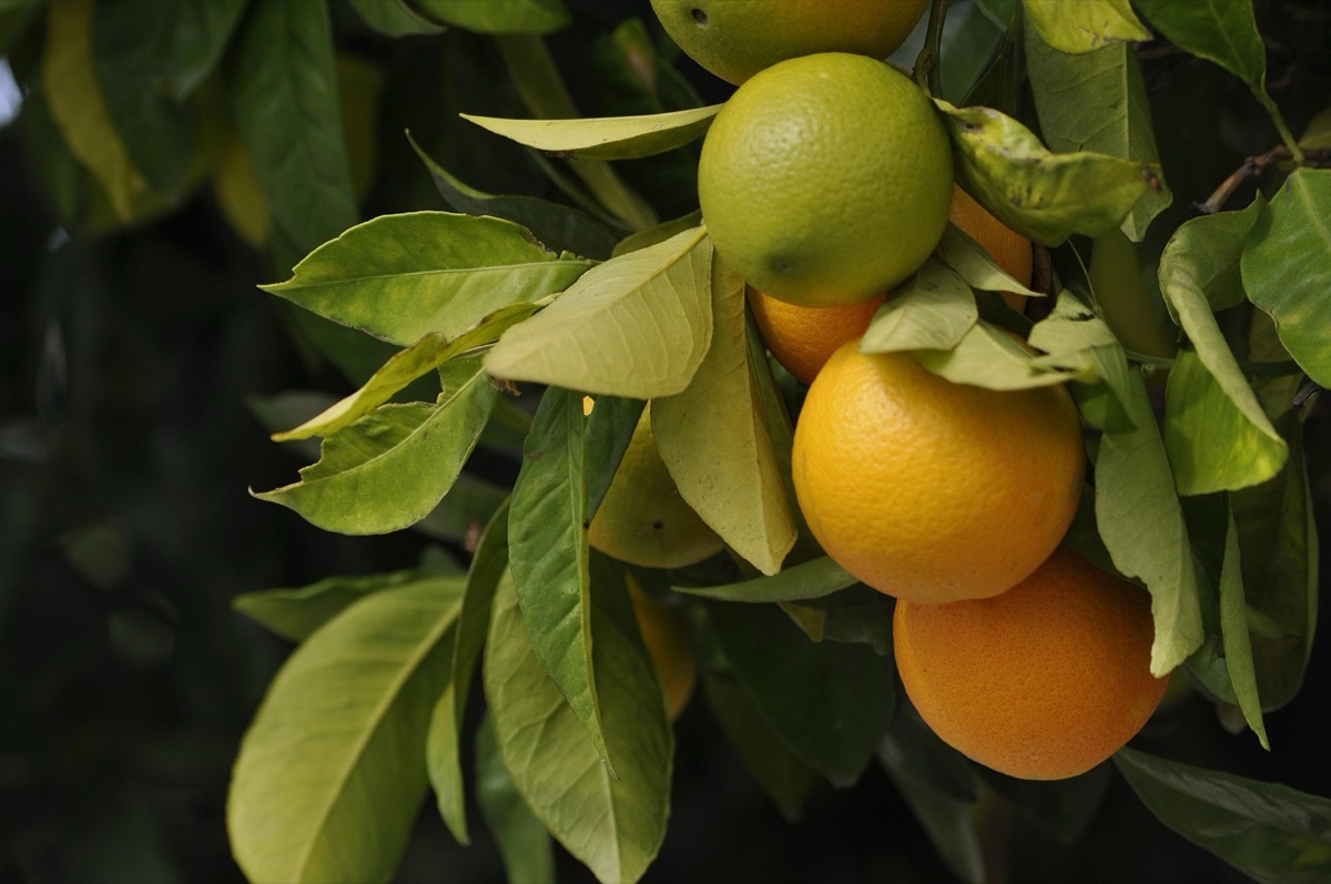 Microbial Resistance in Farm Environment