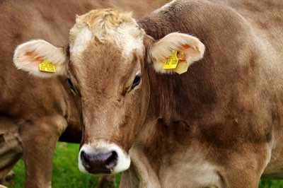 Farm to Future: How Animal Use Fuels Drug-Resistant Bacteria