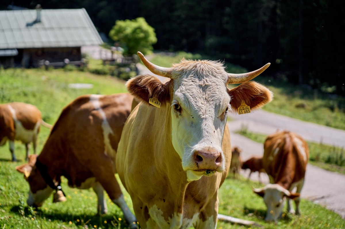 solution antibiotique pour élevage
