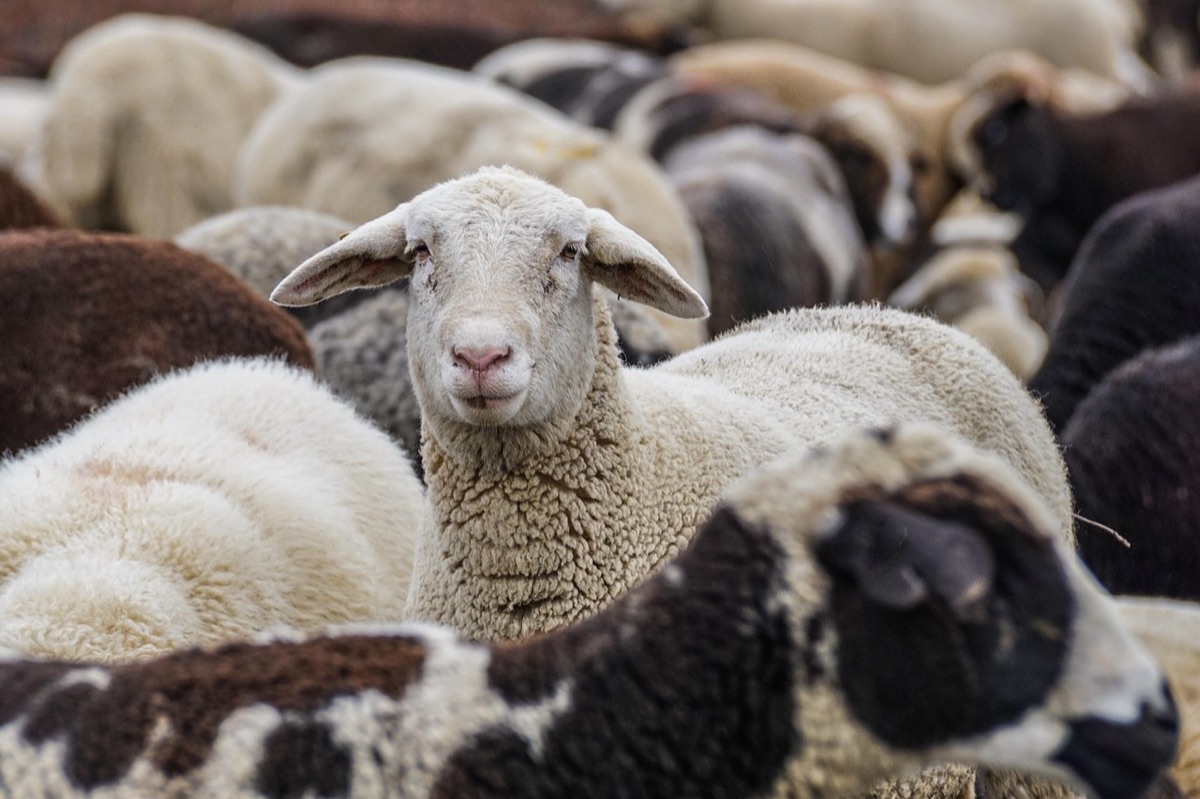 résidu antibiotique dans le sol agricole