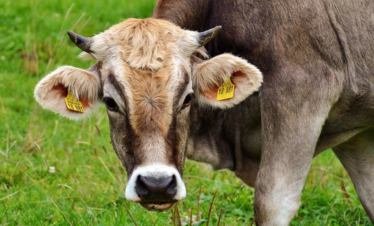 vacca in stalla con residuo antibiotico