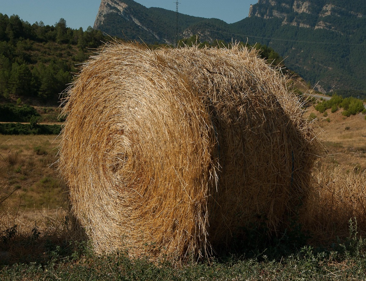 antibiotic residue in livestock feed