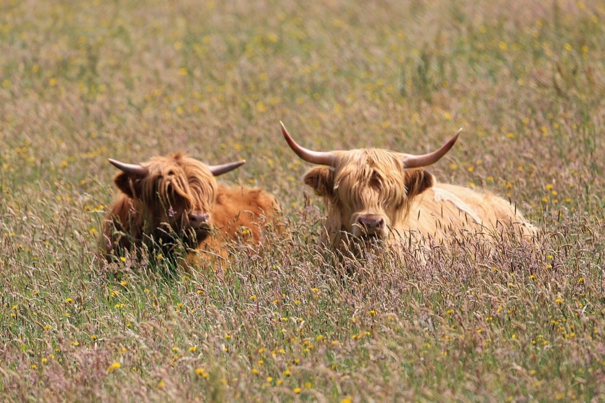vaca com resíduo de antibiótico na pele