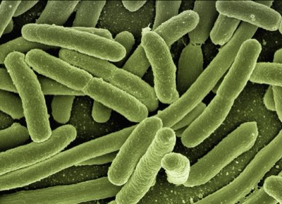 37°C: Incubator Mimics Pressures of the Human Gut Microbiome