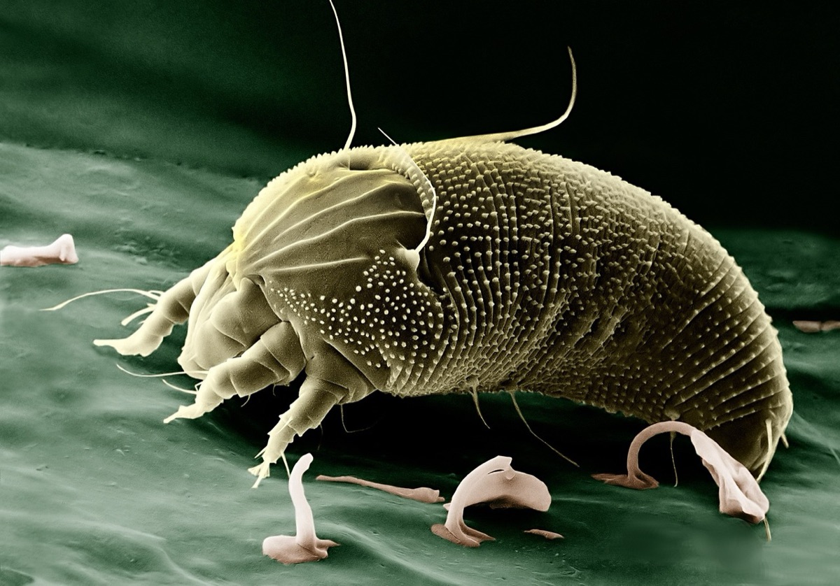 probiotic bacteria under microscope in Italian lab