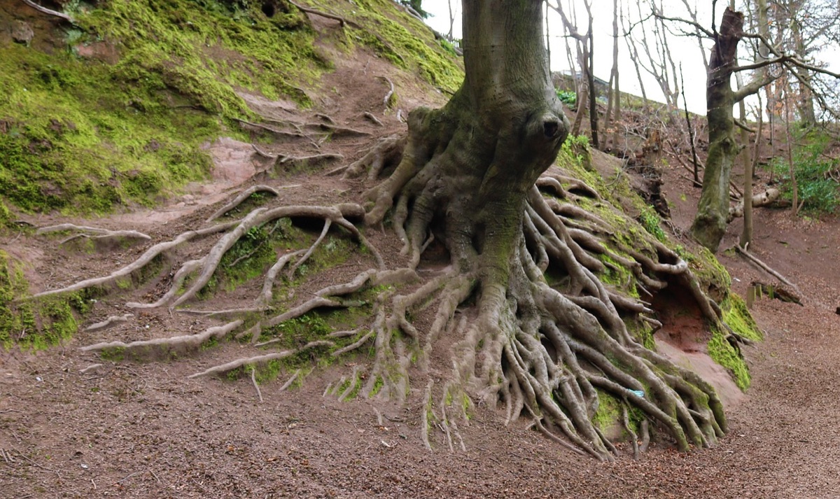 Raízes de chicória e vegetais fibrosos para prebióticos.