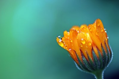 Ecossistemas e vírus: entenda o impacto do clima global