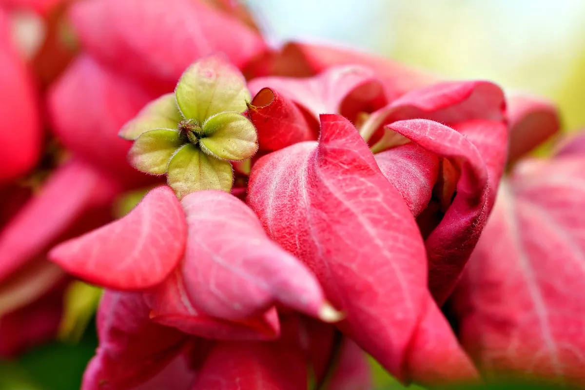 flower, botany, flower wallpaper, bloom, beautiful flowers, blossom, flower background, petals, growth, nature, macro, flora, plant, mussaenda pubescens