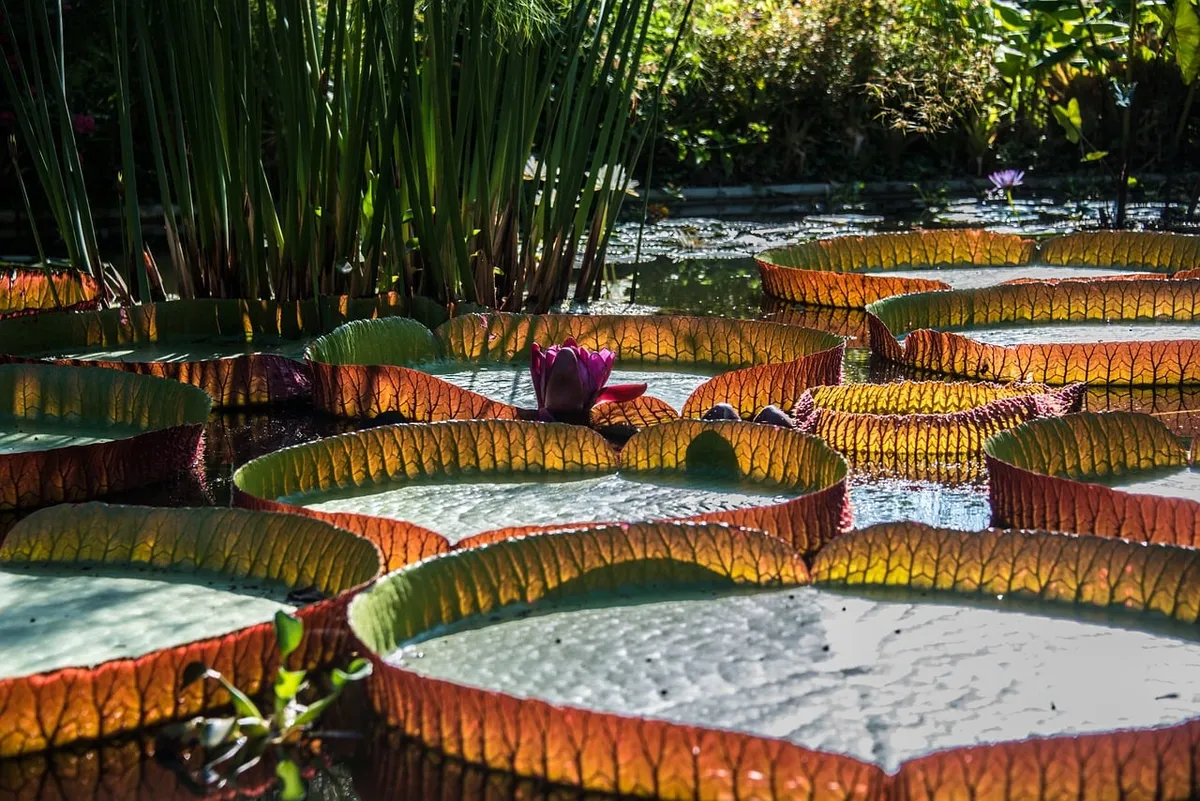 victoria amazonica, giant water lily, leaves, nature, lily pad, aquatic plants, lotus, flora, growth, giant water lilies, blossom, bloom, plant, close up, botan