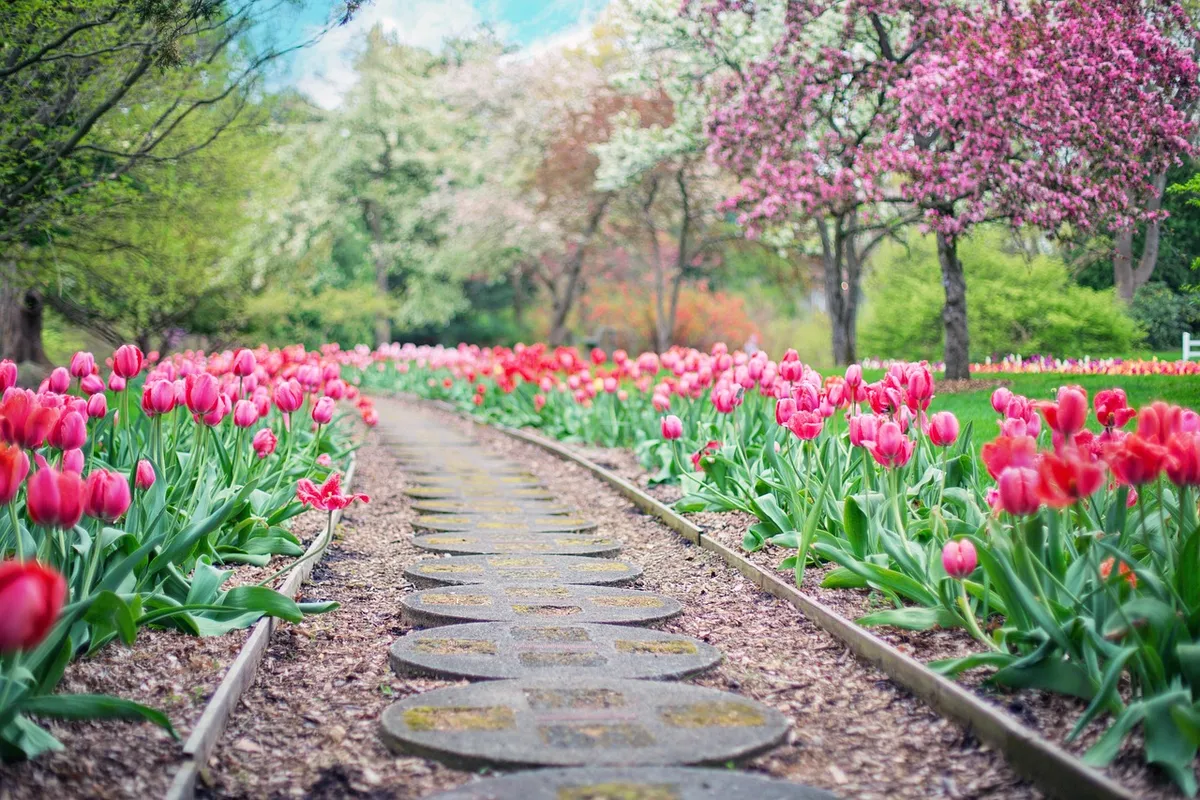 pathway, path, pink tulips, tulips, spring, springtime, nature, landscape, garden, walkway