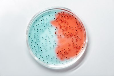 Darmflora: Guide zur optimalen Mikrobiom-Diversität