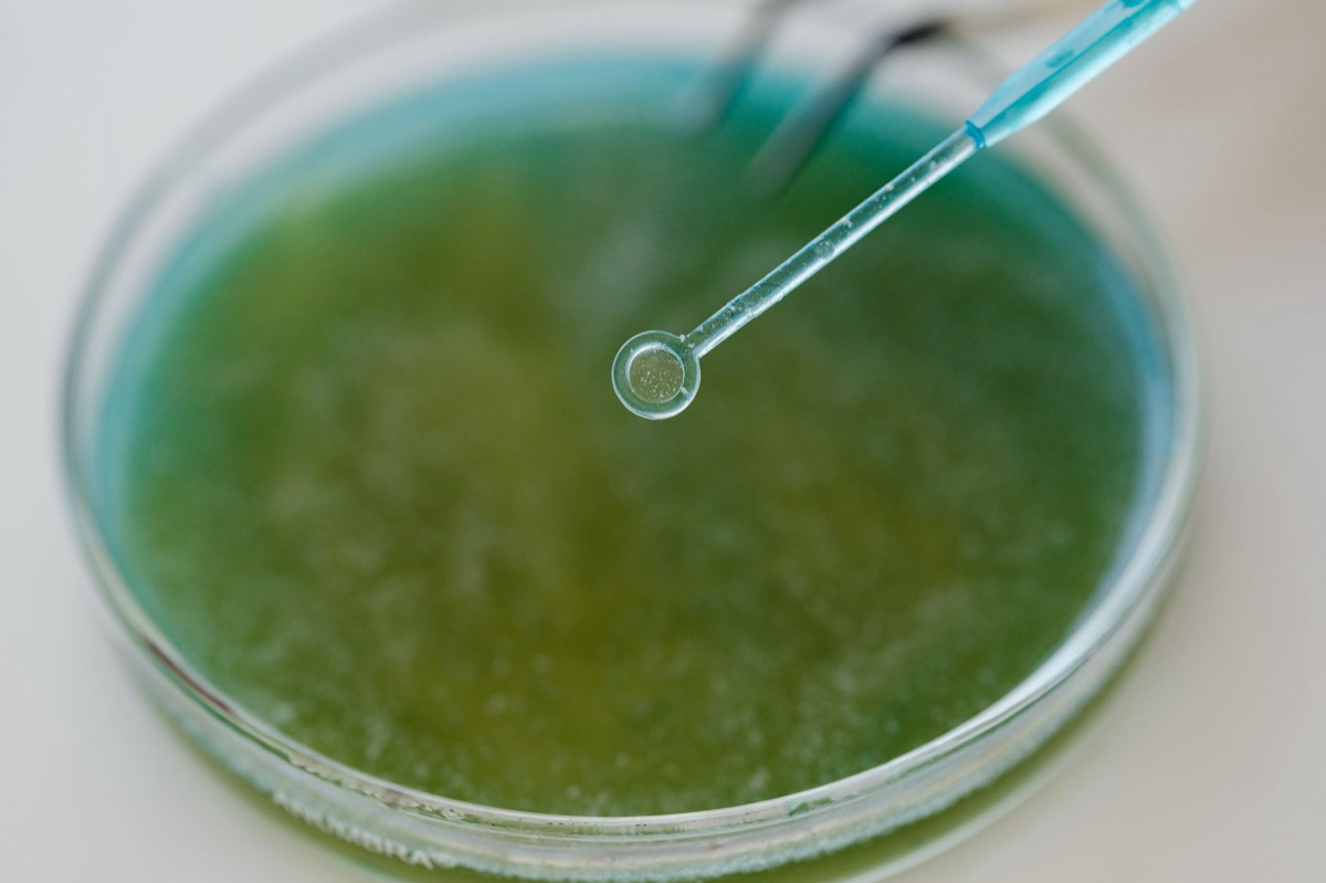 Phagen und Mikrobiom im Labor